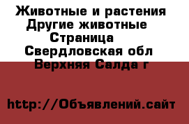 Животные и растения Другие животные - Страница 2 . Свердловская обл.,Верхняя Салда г.